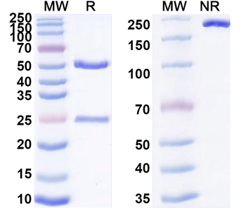 SIRPα / γ Human Monoclonal Antibody