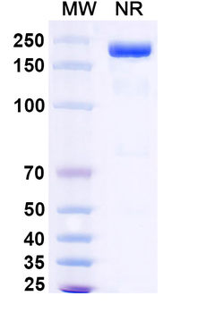 Visugromab Human Monoclonal Antibody