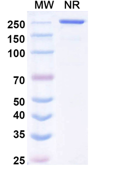 Mecbotamab Human Monoclonal Antibody