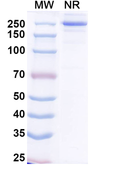 Ogalvibart Human Monoclonal Antibody