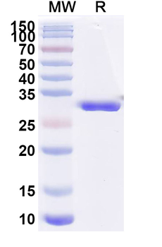 Gefurulimab Chimeric Monoclonal Antibody