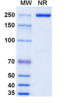 Camoteskimab Human Monoclonal Antibody