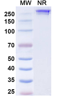 Inezetamab Human Monoclonal Antibody
