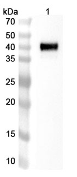 Emfizatamab Monoclonal Antibody