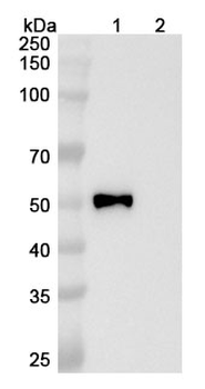 Semzuvolimab Chimeric Monoclonal Antibody