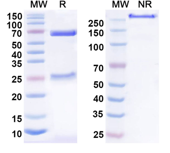 TSLP Human Monoclonal Antibody