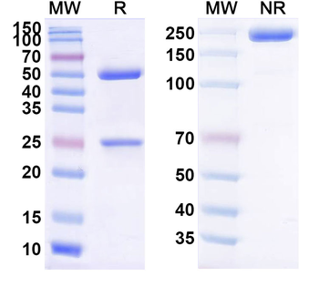 MOR106 Mouse Monoclonal Antibody