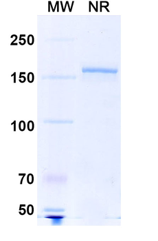 Antibody Human Monoclonal Antibody