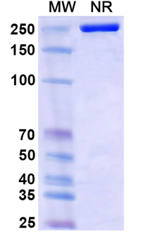 Adintrevimab Human Monoclonal Antibody