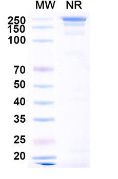 Barzolvolimab Chimeric Monoclonal Antibody