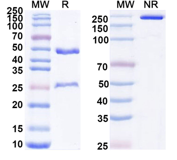 Ligufalimab Chimeric Monoclonal Antibody