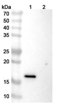 Ivicentamab Human Monoclonal Antibody