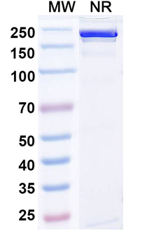 Gumokimab Human Monoclonal Antibody