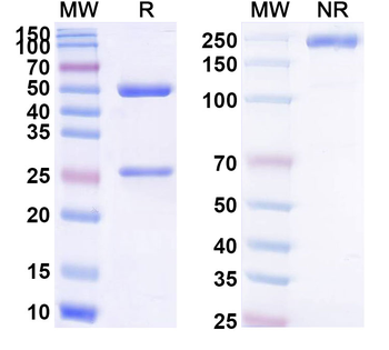 Fidasimtamab Human Monoclonal Antibody