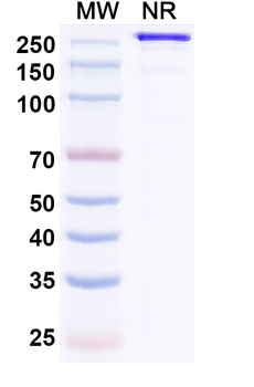 MEDI3185 Human Monoclonal Antibody