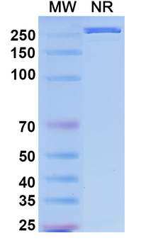 Tixagevimab Human Monoclonal Antibody