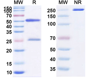 Melrilimab Human Monoclonal Antibody