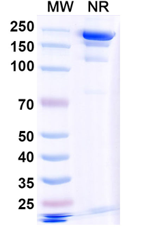 Runimotamab Human Monoclonal Antibody