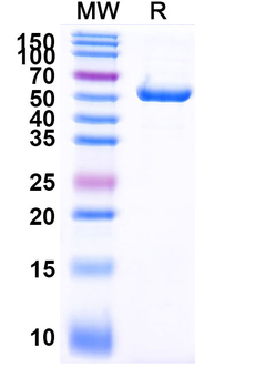 Eluvixtamab Human Monoclonal Antibody
