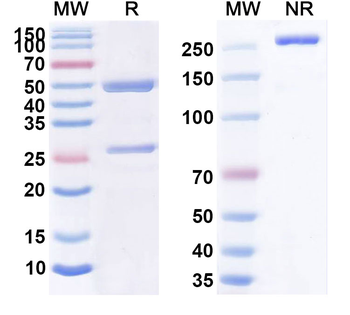 MORAb-028 Human Monoclonal Antibody