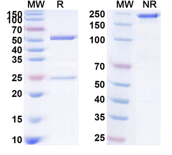 Enfortumab Human Monoclonal Antibody
