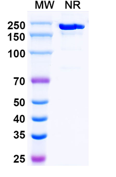 Risankizumab Human Monoclonal Antibody