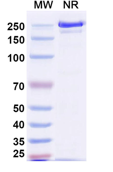 Polatuzumab Human Monoclonal Antibody