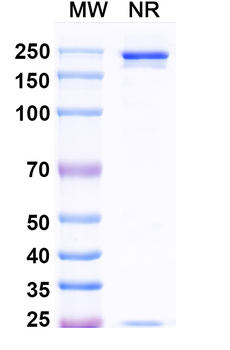 Ocrelizumab Human Monoclonal Antibody
