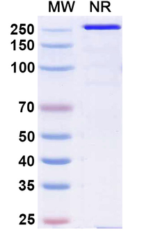 Emicizumab Human Monoclonal Antibody