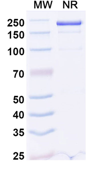 Dupilumab Human Monoclonal Antibody