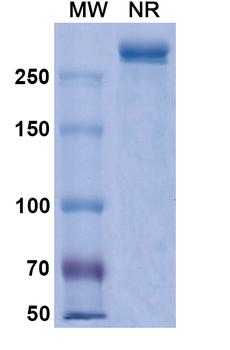 Necitumumab Human Monoclonal Antibody