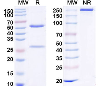 Daratumumab Human Monoclonal Antibody