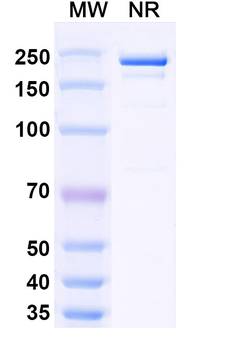 Siltuximab Chimeric Monoclonal Antibody