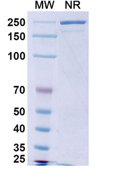 Obinutuzumab Human Monoclonal Antibody