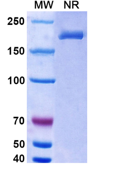 Belimumab Human Monoclonal Antibody