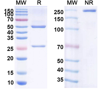 Ustekinumab Human Monoclonal Antibody