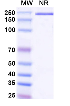 Golimumab Human Monoclonal Antibody
