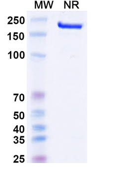 Canakinumab Human Monoclonal Antibody