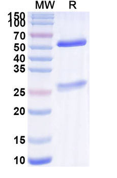 Bevacizumab Human Monoclonal Antibody