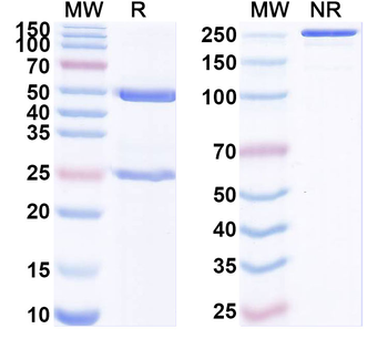 antibody Human Monoclonal Antibody