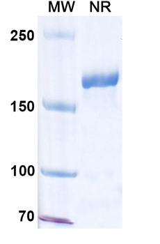 CD50/ICAM3 Human Monoclonal Antibody