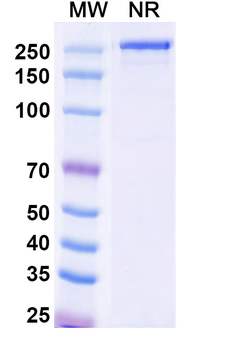 CD146/MUC18/MCAM Human Monoclonal Antibody