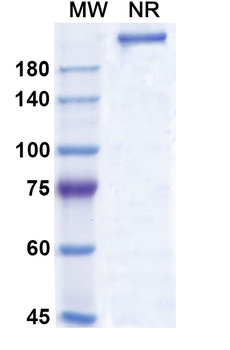 HuMax-IL15 Human Monoclonal Antibody