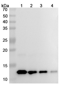 HuMax-IL8 Human Monoclonal Antibody