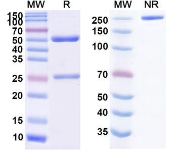 Alfa Chimeric Monoclonal Antibody