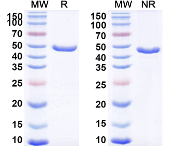 Gontivimab Monoclonal Antibody