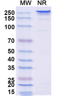 Regavirumab Human Monoclonal Antibody