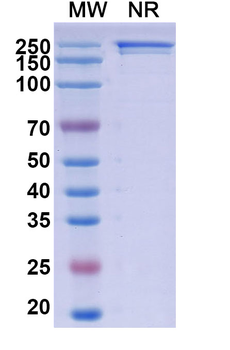 Sibrotuzumab Human Monoclonal Antibody