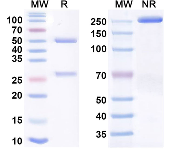 Nadunolimab Human Monoclonal Antibody