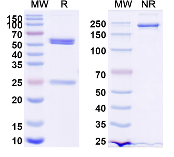 Faricimab Human Monoclonal Antibody